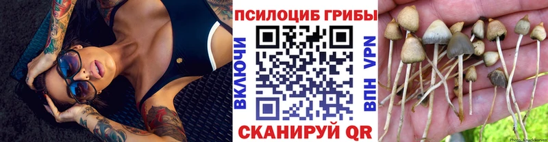 Псилоцибиновые грибы Psilocybe  Вологда 
